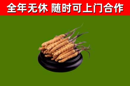 泸州烟酒回收冬虫夏草.jpg